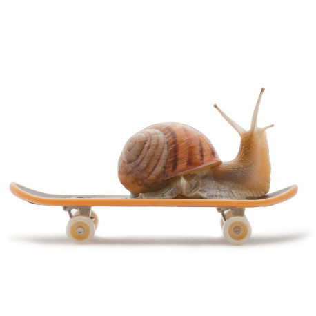 Escargot Skate Board