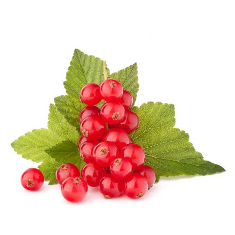 Sticker Groseille rouge