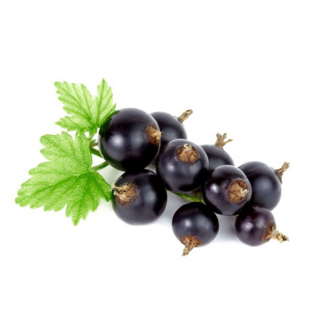 Sticker groseilles avec feuille