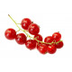 Sticker groseilles rouges