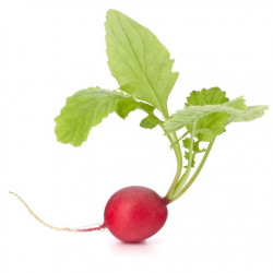 Sticker Radis feuille