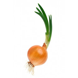 Sticker Oignon