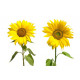 Sticker mural double Tournesols
