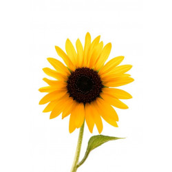 Sticker Tournesol avec sa feuille