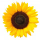 Sticker Tournesol mural