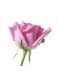 Sticker Rose rose fleurs