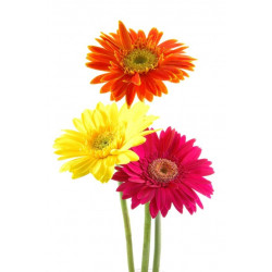 Sticker mural Paquerette de couleurs