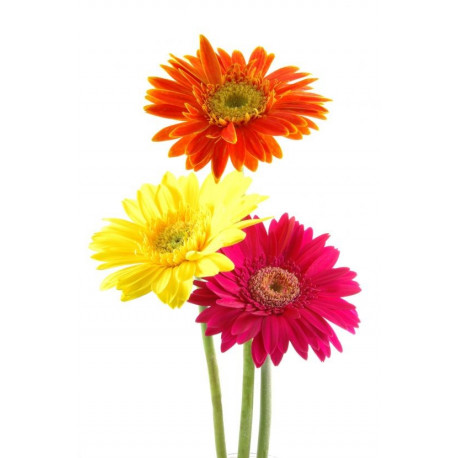 Sticker mural Paquerette de couleurs