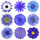 Sticker Fleurs bleues