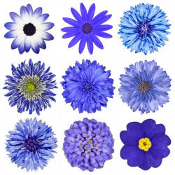 Sticker Fleurs bleues