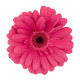 Sticker Fleur rose paquerrette