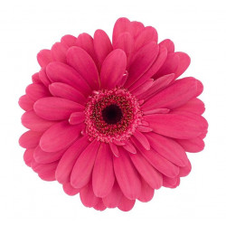 Sticker Fleur rose paquerrette