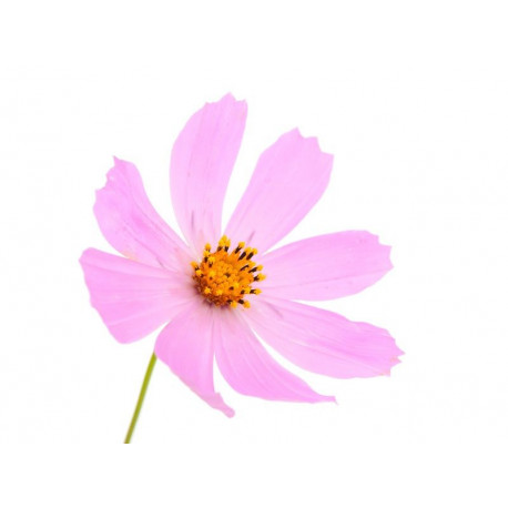 Autcollant Fleur rose