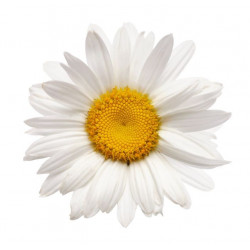 Sticker Paquerette blanche