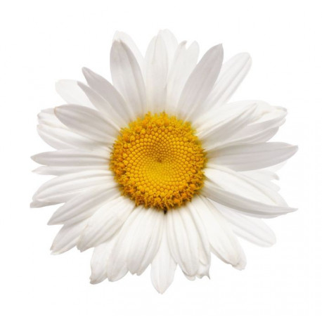 Sticker Paquerette blanche