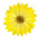 Sticker Fleur jaune