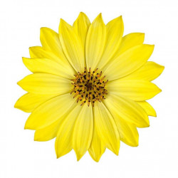 Sticker Fleur jaune