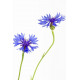 Sticker Fleurs bleuets