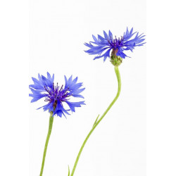 Sticker Fleurs bleuets