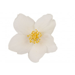 Sticker Fleur blanche