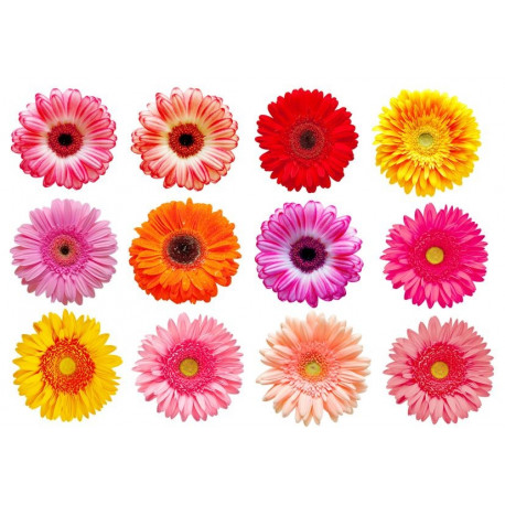 Sticker Fleurs planche