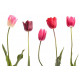 Stickers Tulipes de couleurs
