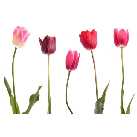 Stickers Tulipes de couleurs