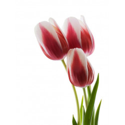 Sticker Tulipes rouge et blanche