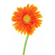 Sticker Fleur orange paquerette
