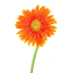 Sticker Fleur orange paquerette