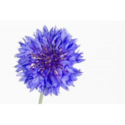 Sticker Fleur violette