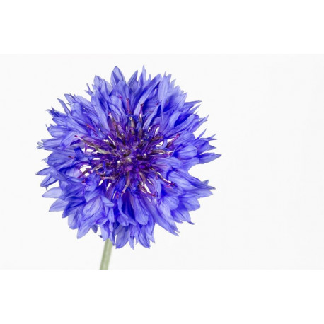 Sticker Fleur violette