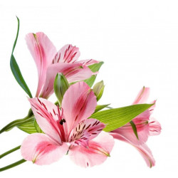 Sticker Iris rose mural