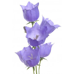 Sticker Fleurs violette