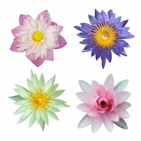 Sticker Nénuphars mural