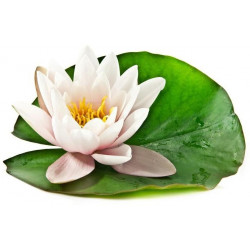 Sticker Nénuphar feuille