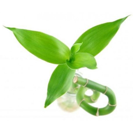 Sticker mural Bambou avec feuillage