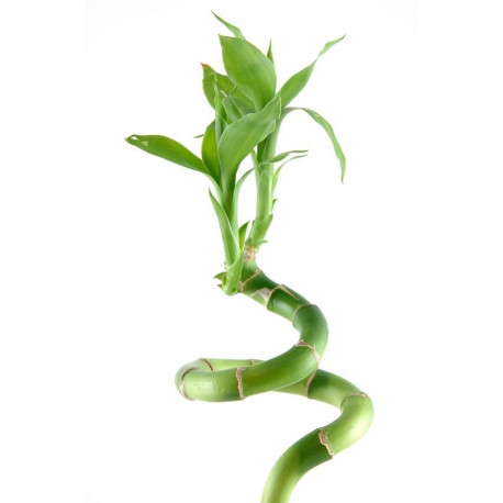 Autocollant mural Bambou