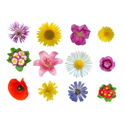 Sticker Fleur Lot