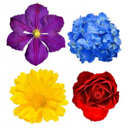 Sticker Fleurs jaune rouge bleue violette