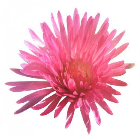 Autcollant mural Fleur rose