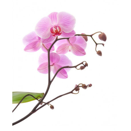 Sticker mural Fleur rose