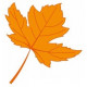 Sticker mural feuille erable