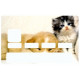 Sticker carte bancaire Chien et Chat