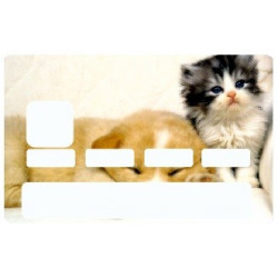 Sticker carte bancaire Chien et Chat
