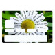 Sticker carte bancaire Paquerette