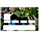 Sticker carte bancaire Papillon