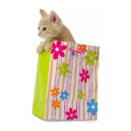 Sticker chat roux dans un sac