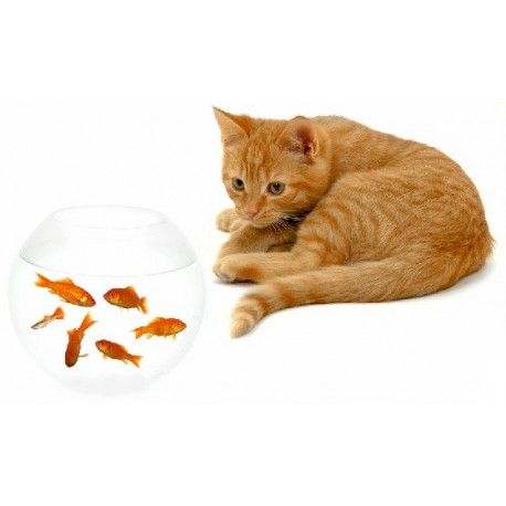 Sticker chat roux poisson rouge