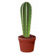 Sticker Cactus colonne